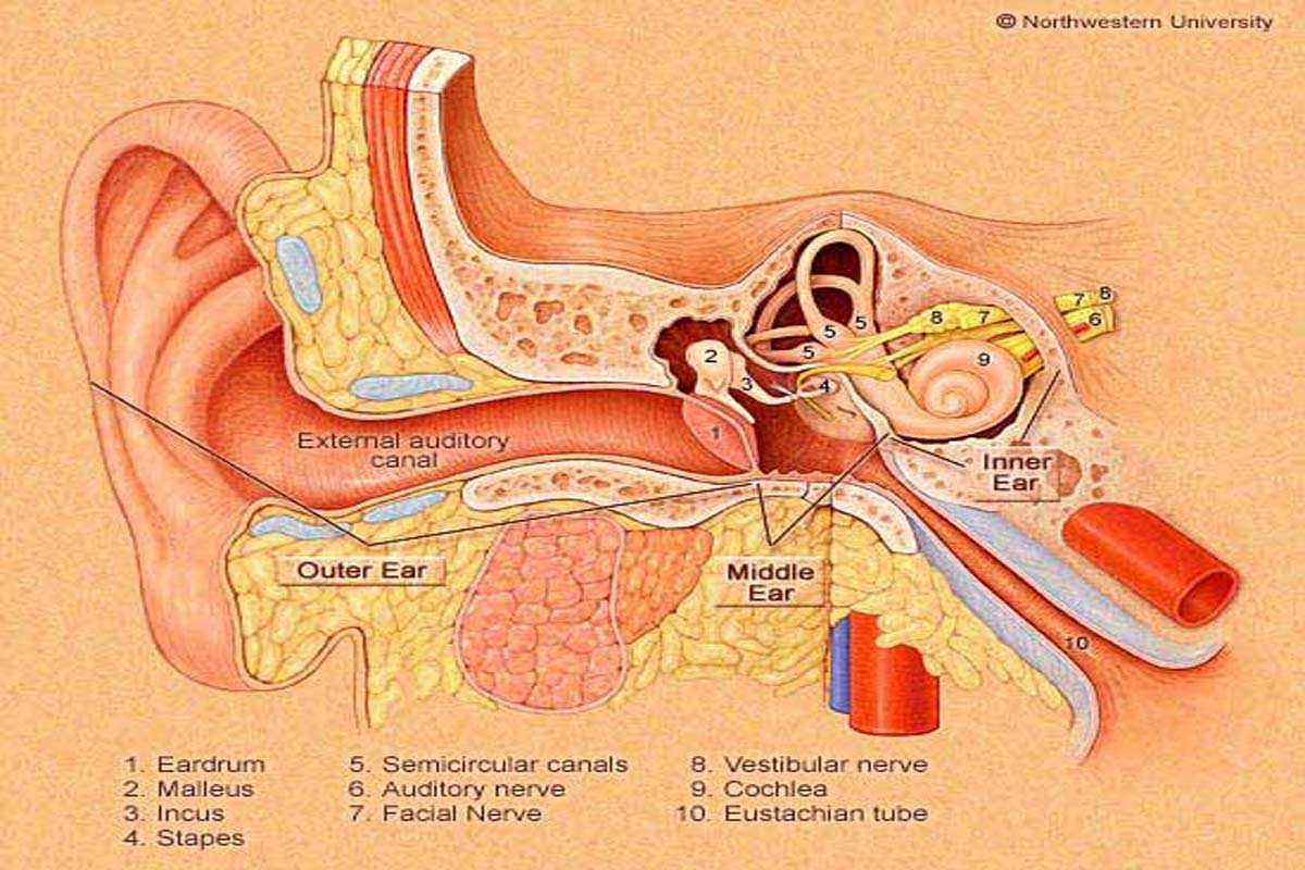 Complete Audiology ,Tinnitus Screening and Vertigo Screening Under One Roof